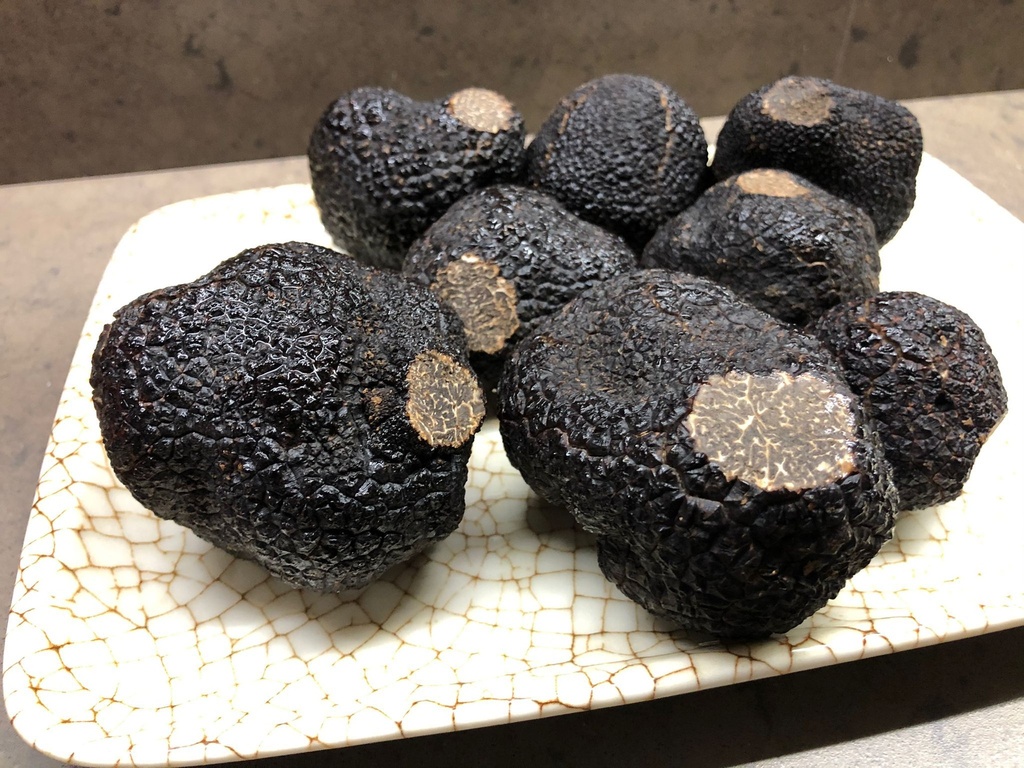 Trufa Negra Invierno TUBER MELANOSPORUM