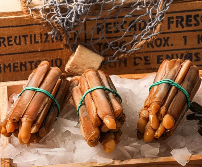 CANYUT DEL DELTA DE L´EBRE (FARDELL / MANOJO)