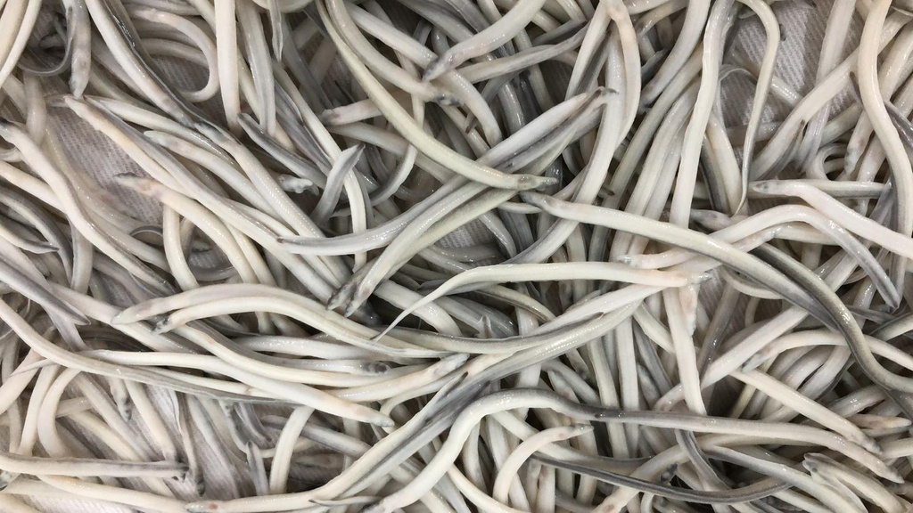 Angula fresca del Cantabrico