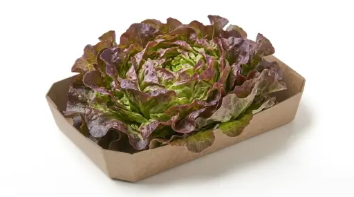 HOJA DE ROBLE
